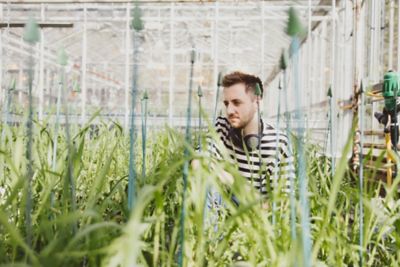 Undergraduate student using equipment to inspect plants in a greenhouse